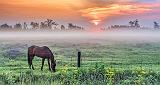 Equine Pal In Misty Sunrise_P1160068-70